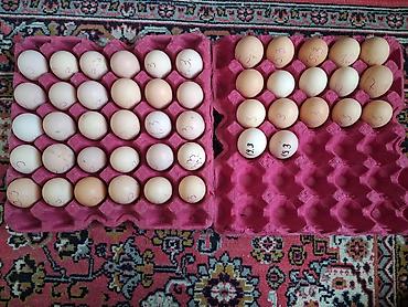 toyuq budu: Qara rəngdə cins avstrolop toyuqlardan yumurta satısı - Cins — 1