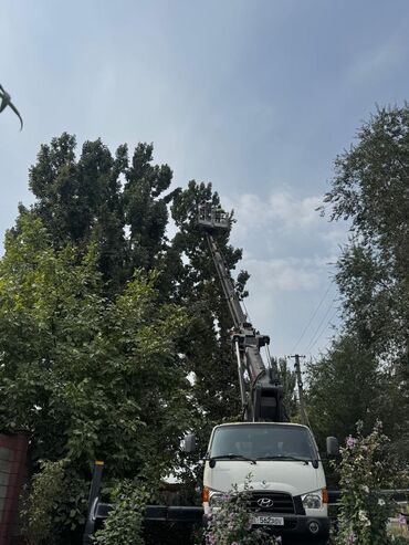 демонтаж забора: Профессиональная обрезка и удаление деревьев с автовышки