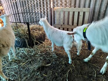 Козы, козлы: Продаю | Коза (самка), Козёл (самец) | Зааненская, Битал | Для разведения | Племенные — 15