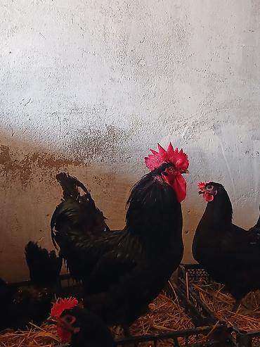 K/t heyvanları və malları: Austrolopr xoruzlar satilir.tam saglamdir — 1