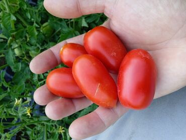 Другие услуги: Ищу бизнес партнера, инвестора, для выращивания овощей (открытый — 11