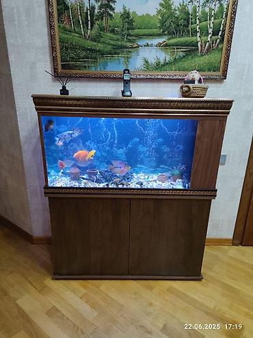 Akvarium-şkaf, Balıqlarla birlikdə, 200 l, Ünvandan götürmə