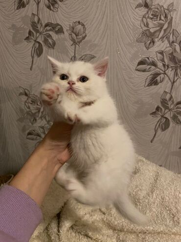 Pişiklər: Dişi, Ödənişli çatdırılma — 3