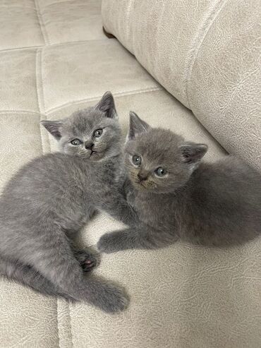 Pişiklər: Britan — 6