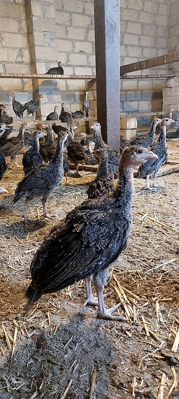 quzu qiyməti: Kanada sortudu 2 ay yarımlıxdı sağlam cücələrdi qiyməti 22 manatdı — 5