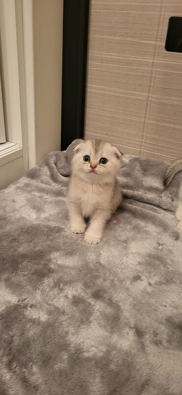 Pişiklər: Britaniya və Scottish və digər növlərin bala pişikləri var. Qiymətləri — 11