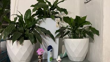 купить почву для комнатных растений: Спатифиллум (Spathiphyllum) в декоративных кашпо - Три взрослых