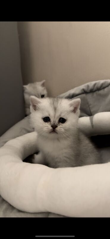 куплю шотландского вислоухого котенка: Продаю шикарного чистокровного котенка Порода шотландская серебристая