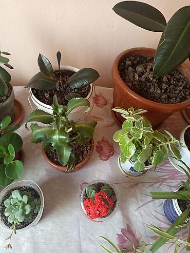 Другие комнатные растения: Продаю комнатные цветы — 7