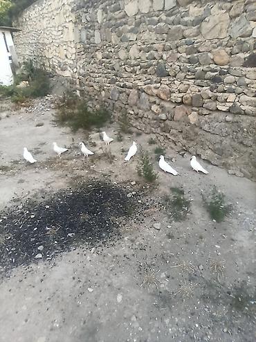 delfin goyərcin: Kom 8qusdu tergidrem bilen bilir ki menim quşları neye qadirdir — 2
