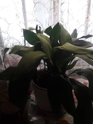 Фикусы: Комнатные растения в горшках. 1) Фикус эластика (каучуковое дерево) - — 9