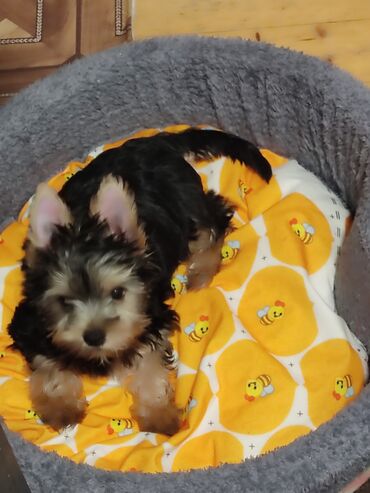 немецкие овчарки щенки купить: Yorkşir teryer, 3 ay, Erkek