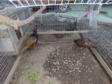 продаю фазан: Фазан и самки 4 шт фазаны румынские большие здоровые несутся