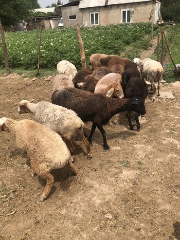 продам ячмень оптом: Продаю | Овца (самка), Ягненок