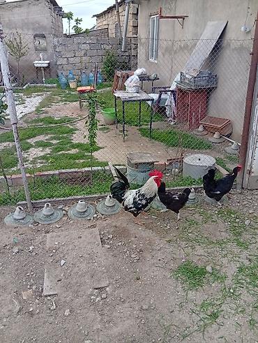 cuce ve xoruz temsil: Məhsul: Xoruz və toyuqlar (həyətyanı şəraitdə saxlanılır) Təsvir: - — 3