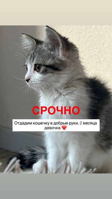 купить переноску для кошки: Кошка даром: Беспородная, 1 месяц, Девочка, Приучена к лотку