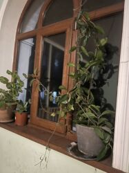 Otaq bitkiləri: Butun guleri endirimnen satiram ancag xanimlara satiw olur cox gul — 24