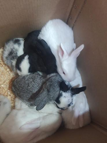 Dovşanlar: 1-ci şəkildəki yarı karlik Dovşanlar 15-azn. 3-cü şəkildəki Ag -AgQara — 16