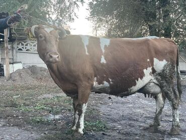 породистые коровы в бишкеке: Продаю | Корова (самка) | Для разведения, Для молока | Стельные