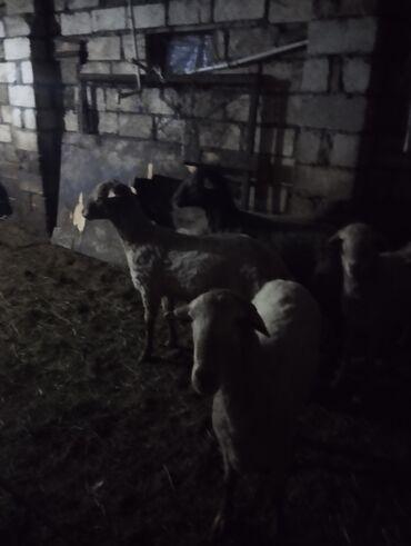 cins ineklerin satisi: Quzu, Erkək, ay: 12, 30 kq, Damazlıq, Ətlik, Ünvandan götürmə