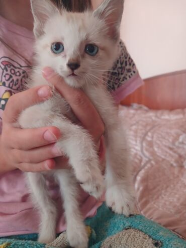 коты в оше: Отдам котят в добрые и хорошие руки!котятам 2,5 месяца, всё кушают к
