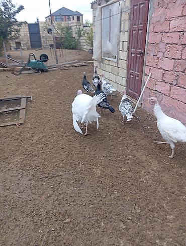 Yumurta: Məhsul: Hind quşu yumurtası mayali — 11