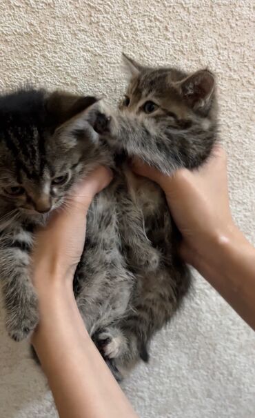 добрые руки котята: Очень милые. Котик и кошечка, домашние, новорожденные. Месяц