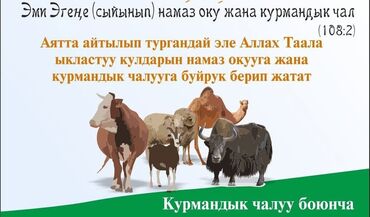 мясо: Курмандык чалам дегендерге кызмат көрсөтөбүз. эттин 2/3 бөлүгү үлүш