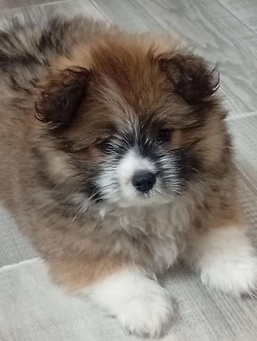 Продажа собак: Щенки-полупомеранцы ищут дом! 🐶❤️ Продаются очаровательные щенки! ❤️🐶 — 2