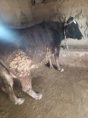 Коровы, быки: Продаю | Корова (самка) | На откорм | Привязанные — 1