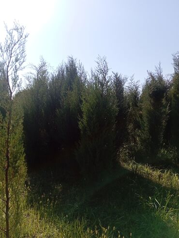 Ağaclar: Her növ ağaclar ve dekarativ ağaclar çox ucuz ve qarantili gubresiz — 15