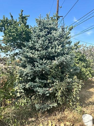 семена голубой ели купить: Ель колючая (Picea pungens), форма — «голубая ель». - Пышная крона — 2