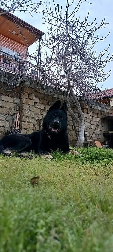 tula iti: Alman çoban iti, 2 il, Erkək — 3