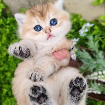 Pişiklər: Britan — 1