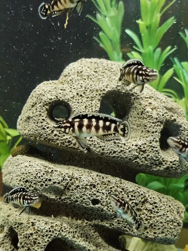 Рыбы: Цихлиды-подростки оптом! - бирюзовая акара - голубой дельфин - — 5