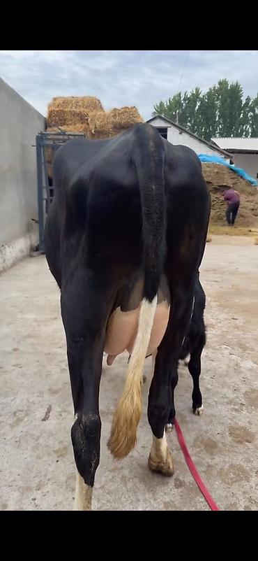 Inəklər, öküzlər: Südlük inək buzovu ilə birlikdə - Cins: qara-ağ (Holşteyn tipli — 5