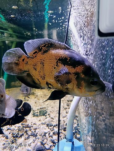 Балыктар: Астронотусы (Oscar, Astronotus ocellatus) – крупные декоративные — 2