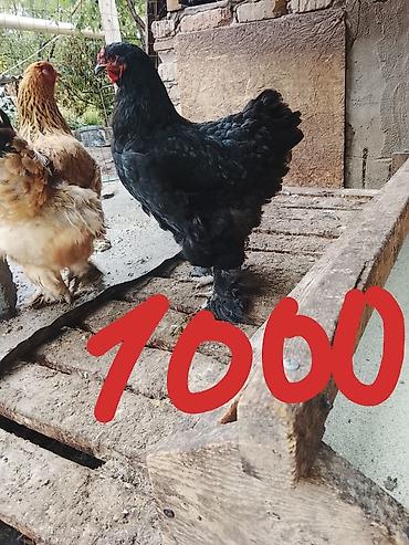 брама лаванда: Продаю | Петух | Брама | Для разведения — 6