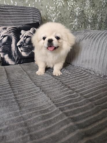 it pekines: Pekines, 3 ay, Erkək, Ödənişli çatdırılma — 6
