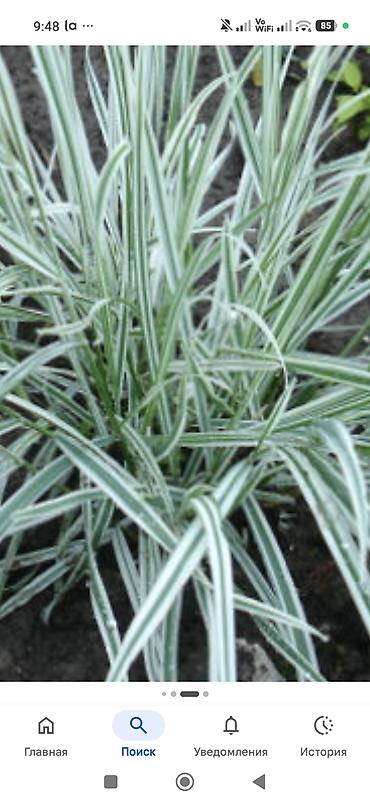 джут: Комнатные растения и подвес для кашпо - Сансевиерия (Sansevieria — 7