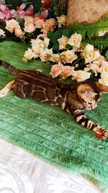 бенгальские кошки бишкек: Привет друзья. в питомнике Бен Гла Мур есть свободные кото