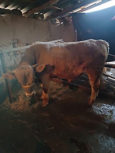 Коровы, быки: Продаю | Бык (самец) | Швицкая — 6