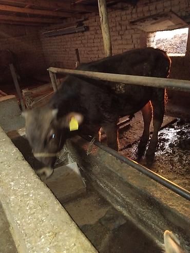 Коровы, быки: Продаю | Бык (самец) | Полукровка | На откорм — 5