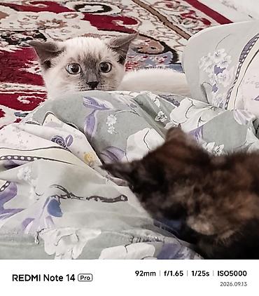Отдам даром кошку: 6 месяцев, Мальчик, Приучена к лотку — 3