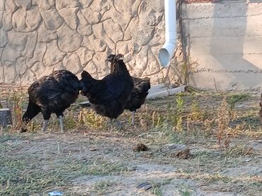 стрижка кошек с выездом на дом: Курочки джерсийский гигант чистокровные линия олега фокина, 25 курочек