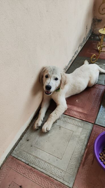 cinsi elaqeni uzatmaq üçün derman: Retriever, 3 ay, Erkek, Sənədli, Ünvandan götürmə