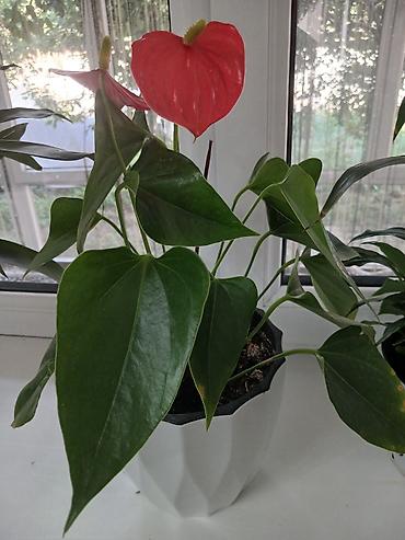 Комнатные растения: Комнатные декоративно-лиственные растения в кашпо. В наличии на фото — 7