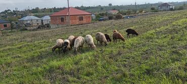 heyvanlara verilen adlar: Saglam goyunlardı 5 goyun 5 guzu giymət 3000 razılaşma yolu ilə