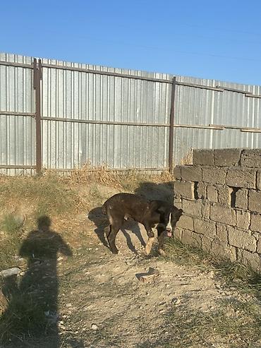 it elanlari: Alabay, 6 ay, Erkək, Peyvəndli — 6