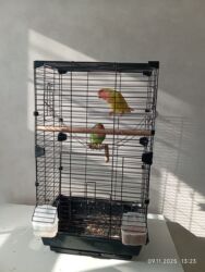 məhəbbət quşu qiyməti: 2 ədəd nerazluçnik sevgi papuqayı biri sarı biri yaşıl 7- 8 aylıq